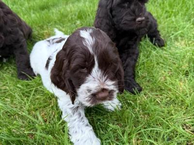 Cockapoo puppies