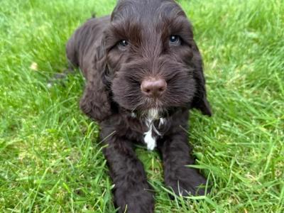 Cockapoo puppies