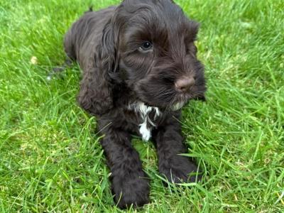 Cockapoo puppies