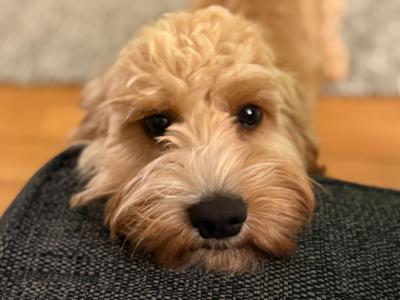 2 Cavapoo x Cocker Spaniel sisters 7 months old for sale in Louth