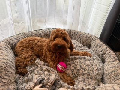 2 Cavapoo x Cocker Spaniel sisters 7 months old for sale in Louth