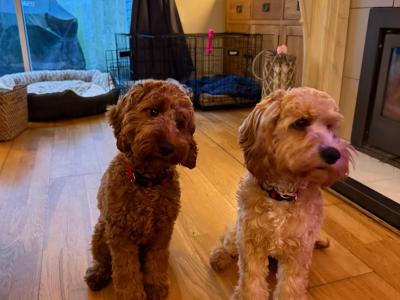 2 Cavapoo x Cocker Spaniel sisters 7 months old for sale in Louth