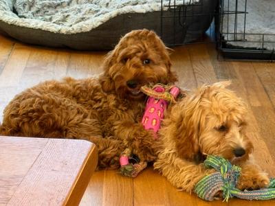 2 Cavapoo x Cocker Spaniel sisters 7 months old for sale in Louth