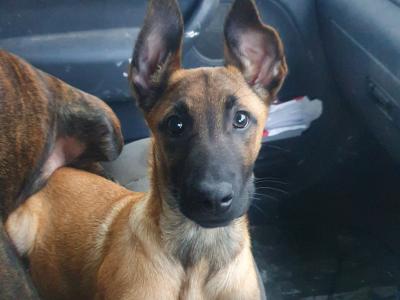 1 year old male Belgian Shepherd puppy in Galway