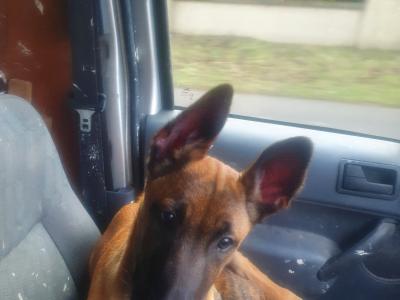 1 year old male Belgian Shepherd puppy in Galway