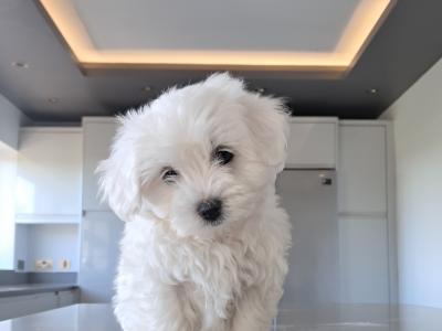 Miniature maltipoo puppies in Galway