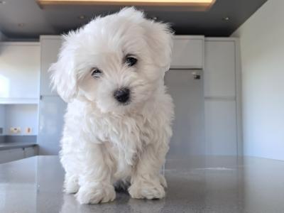 Miniature Maltipoo puppies in Galway
