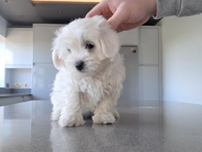 Miniature Maltipoo puppies in Galway