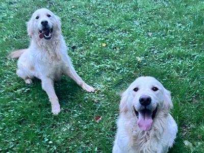 2 male IKC Registered Golden Retrievers - Almost 4 years old in Kildare