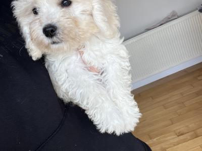 Gorgeous Cavapoo puppies in Limerick looking for Their Forever home