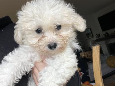 Gorgeous Cavapoo puppies in Limerick looking for Their Forever home