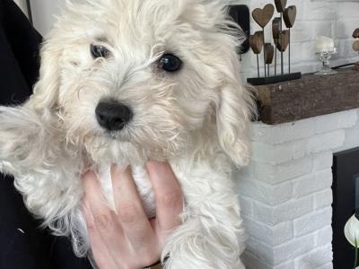 Gorgeous Cavapoo puppies in Limerick looking for Their Forever home
