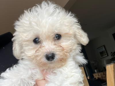 Gorgeous Cavapoo puppies in Limerick looking for Their Forever home