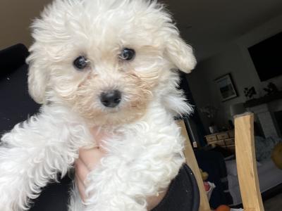 Gorgeous Cavapoo puppies in Limerick looking for Their Forever home