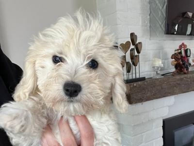Gorgeous Cavapoo puppies in Limerick looking for Their Forever home