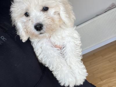 Gorgeous Cavapoo puppies in Limerick looking for Their Forever home