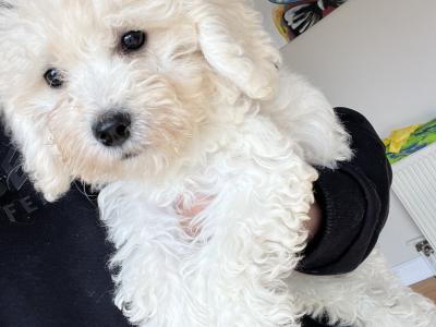 Gorgeous Cavapoo puppies in Limerick looking for Their Forever home