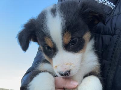 Blue Merle Border Collie puppies for sale Dublin 1 left