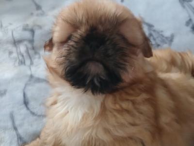 Pekingese puppies ....400..