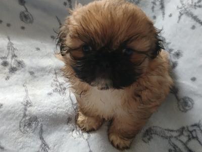 Pekingese puppies ....400..