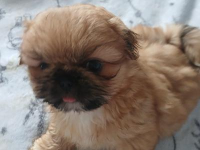 Pekingese puppies ....400..