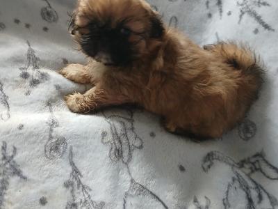 Pekingese puppies ....400..