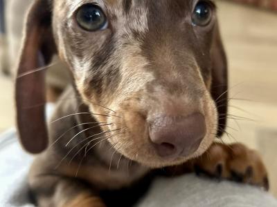 Miniature Dachshund Dapple puppies in Monaghan