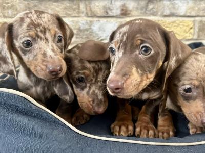 Miniature Dachshund Dapple puppies in Monaghan