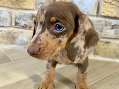 Miniature Dachshund Dapple puppies in Monaghan