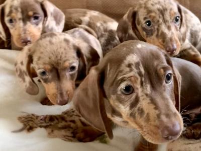 Miniature Dachshund Dapple puppies in Monaghan