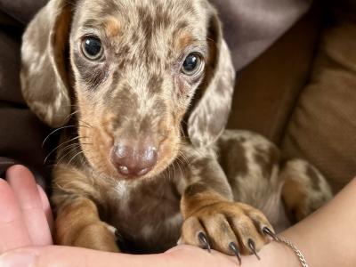 Miniature Dachshund Dapple puppies in Monaghan