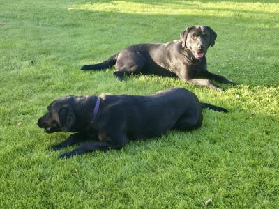 Top-class Pedigree Labrador puppies in Down 🐾