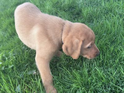 Top-class Pedigree Labrador puppies in Down 🐾