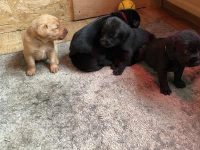 Top-class Pedigree Labrador puppies in Down 🐾