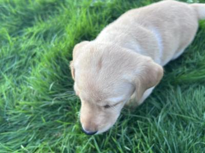 Top-class Pedigree Labrador puppies in Down 🐾