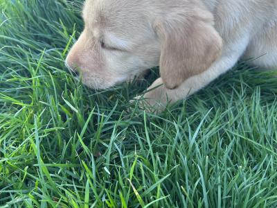 Top-class Pedigree Labrador puppies in Down 🐾