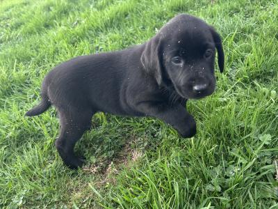 Top-class Pedigree Labrador puppies in Down 🐾