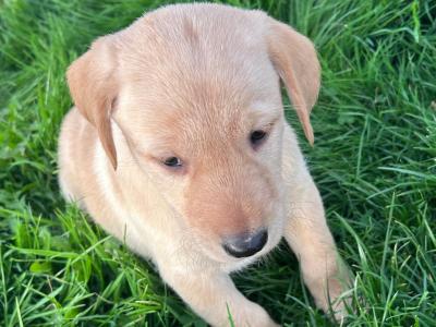 Top-class Pedigree Labrador puppies in Down 🐾