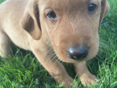 Top-class Pedigree Labrador puppies in Down 🐾