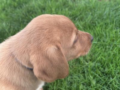 Top-class Pedigree Labrador puppies in Down 🐾