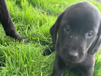 Top-class Pedigree Labrador puppies in Down 🐾