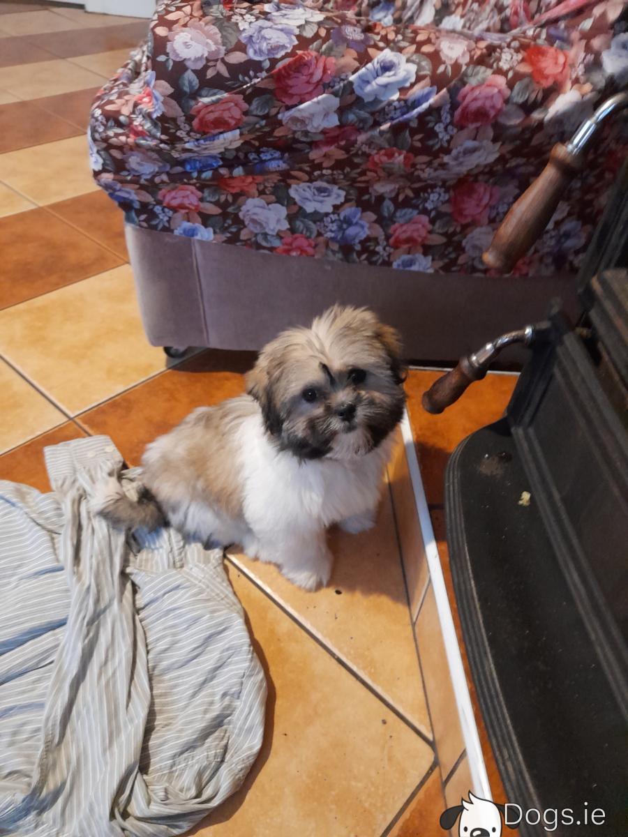 Male Shih Tzu puppy for sale in Longford