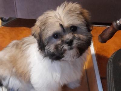 Male Shih Tzu puppy for sale in Longford