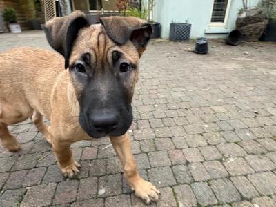 Irish Wolfhound/Labrador x Belgian Shepherd puppy