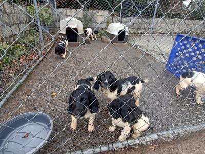 IKC Registered Springer Spaniel puppies in Laois