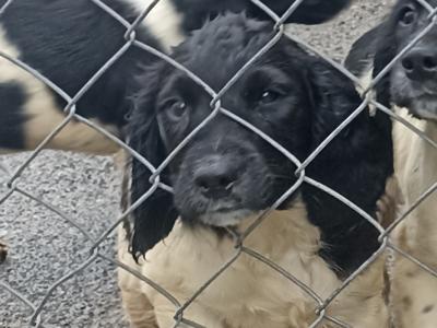 IKC Registered Springer Spaniel puppies in Laois