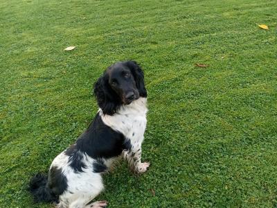 IKC Registered Springer Spaniel puppies in Laois