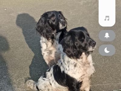 IKC Registered Springer Spaniel puppies in Laois