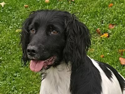 IKC Registered Springer Spaniel puppies in Laois