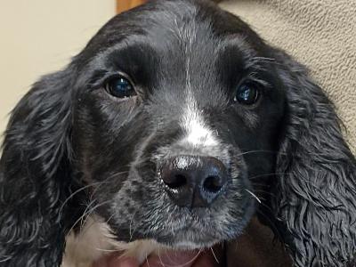 IKC Registered Springer Spaniel puppies in Laois